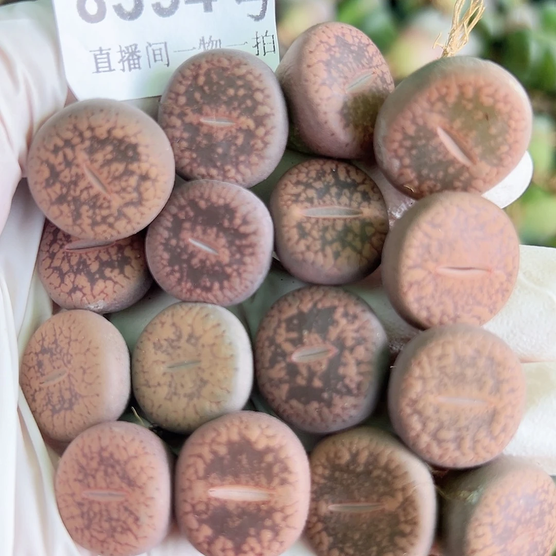 8394 好养易活生石花大母本16个1.5cm左右