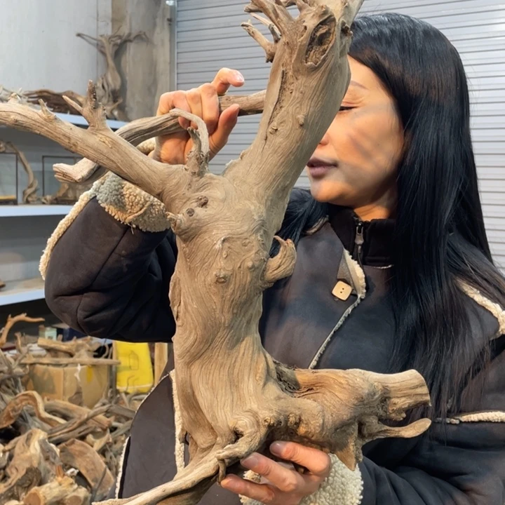 常*树我们都是好孩子呀