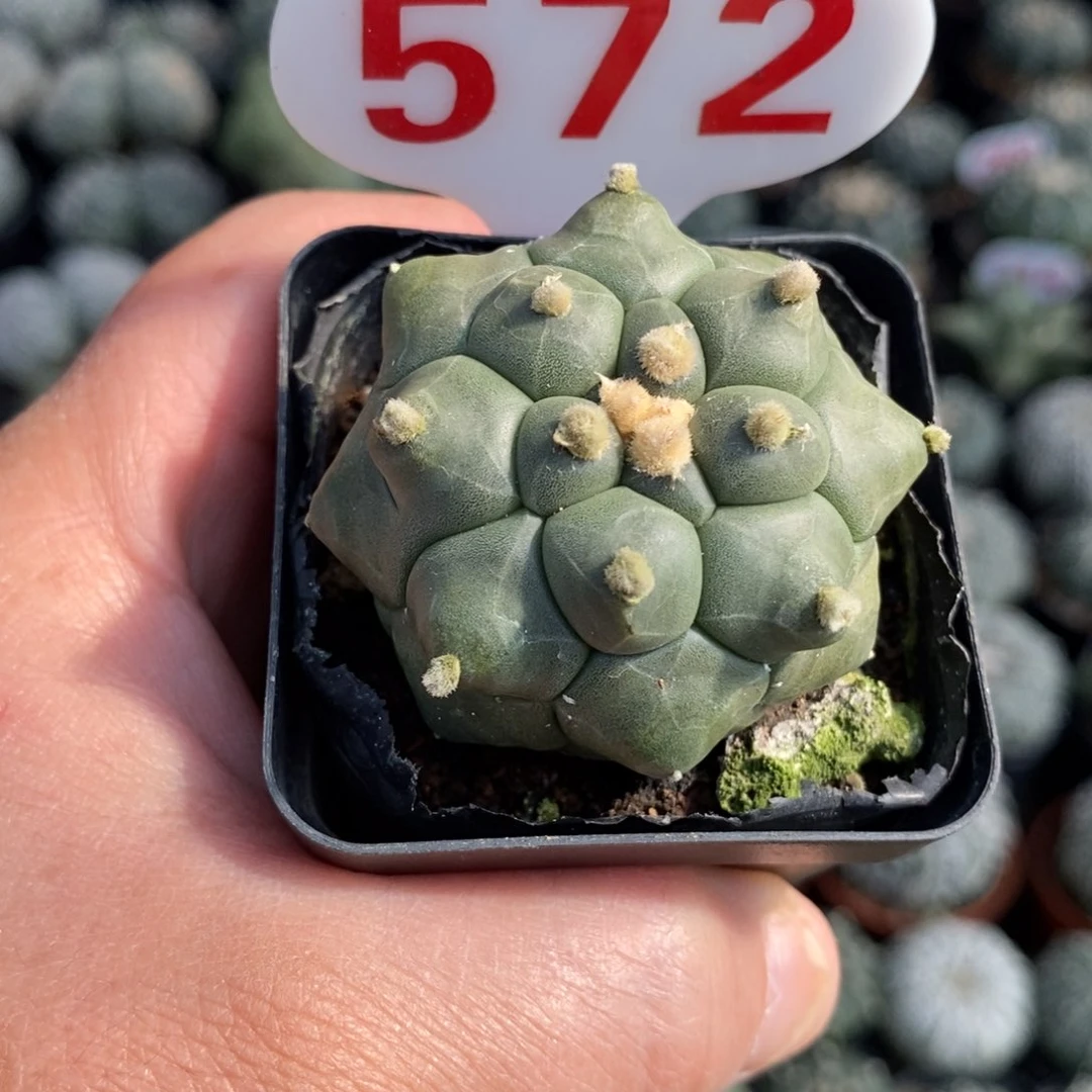 572龟甲福利系列