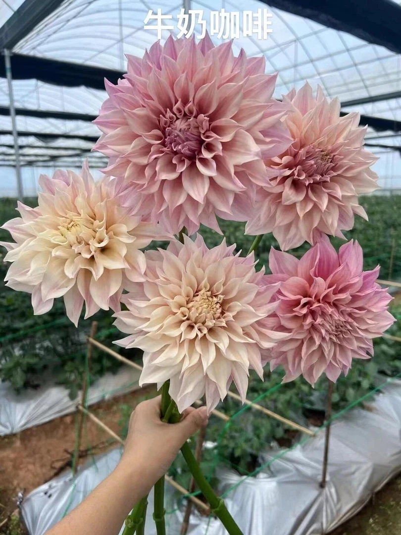 【牛奶咖啡】进口多年生重瓣 大丽花种球盆栽地栽