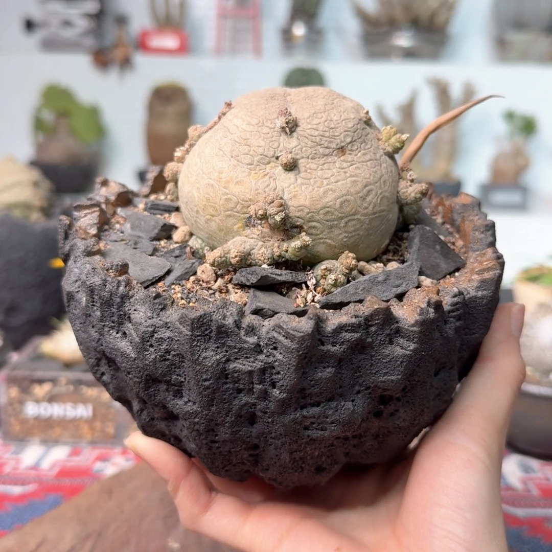 金蟾凝蹄玉 一物一拍