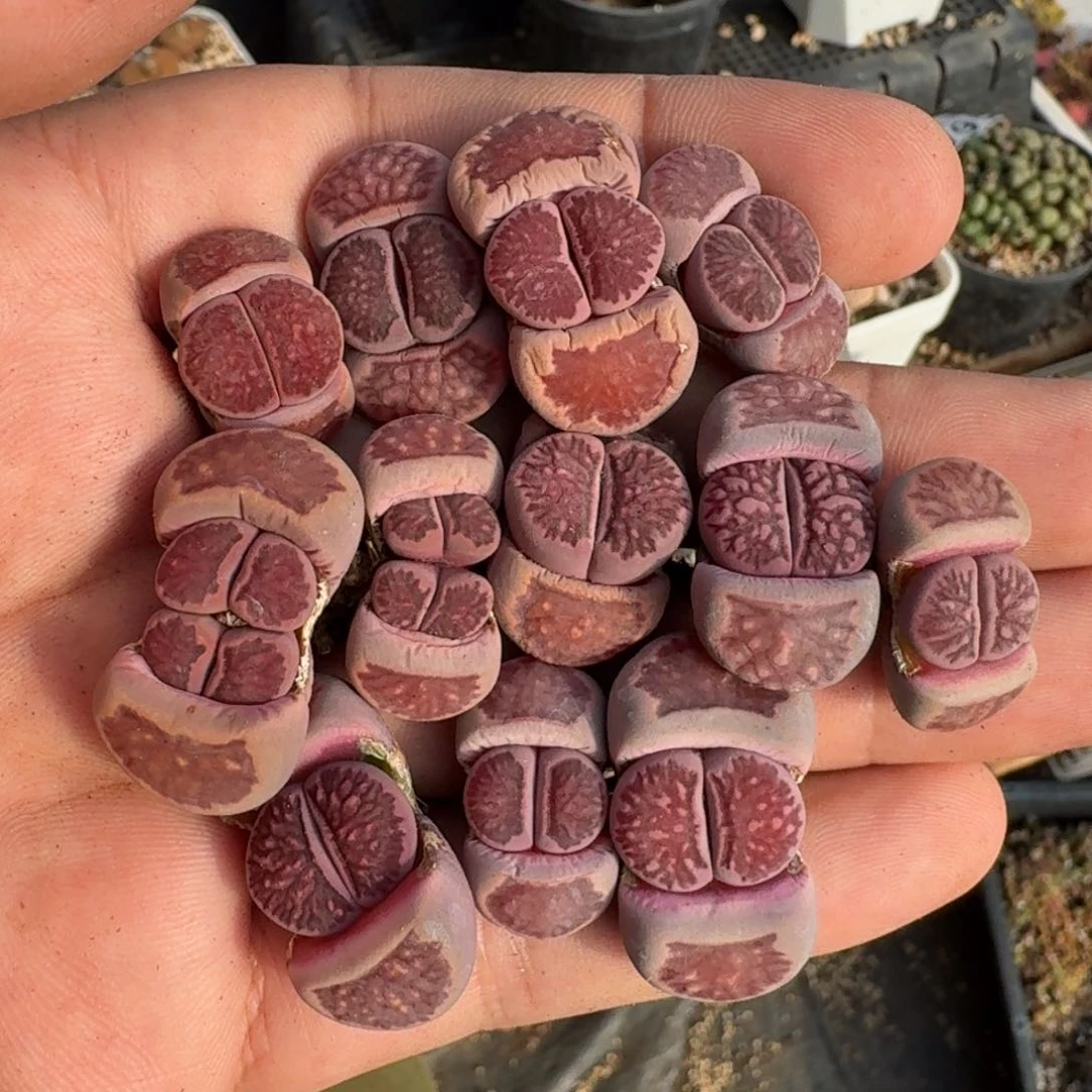 芝**圆K345紫菊回交三年多肉