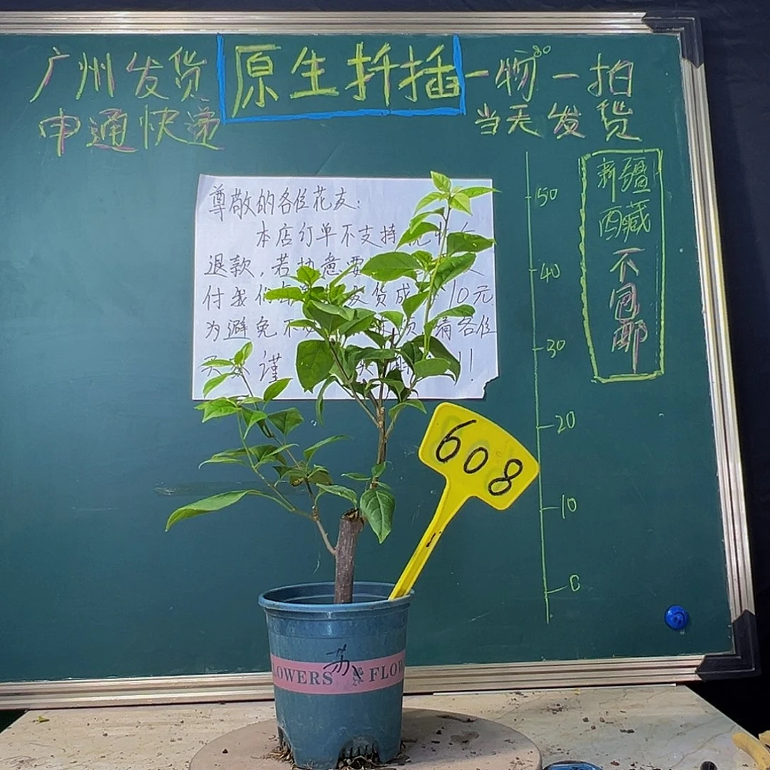 当前无花栽培后可以开花苏瓦娜 粗杆 608