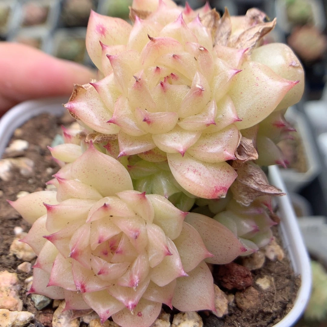 E66 ，柿子多肉20包邮两天凑单