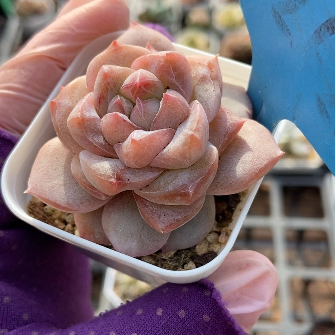 7262粉钻多肉植物保护