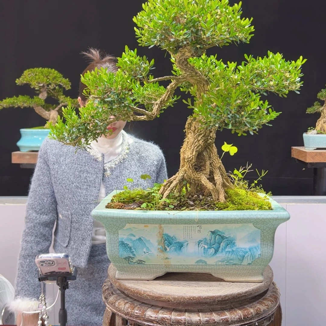 四季常青老桩黄杨盆景汪*汪