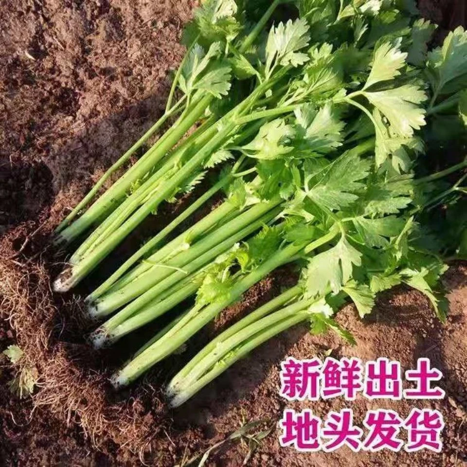 农家自种四季芹菜