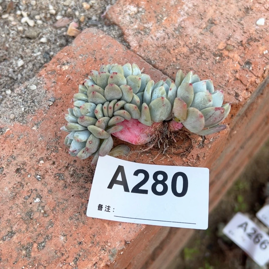 生***心280多肉多肉多肉多肉多肉