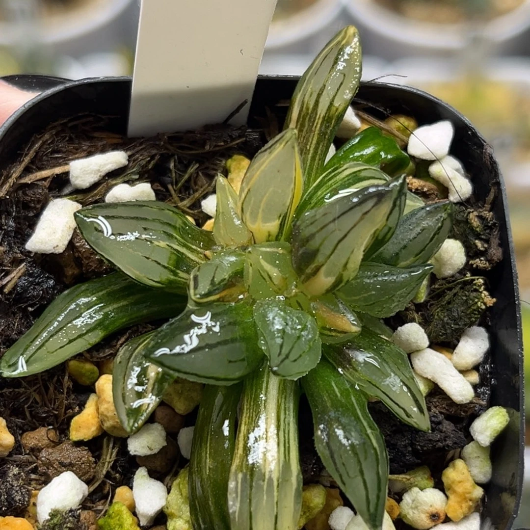 7多头西瓜寿锦福利专场