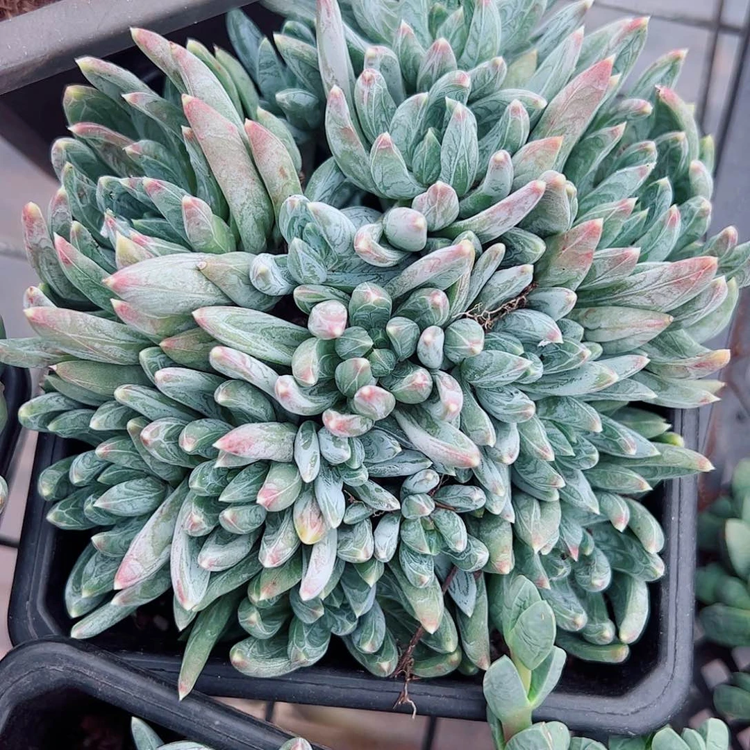 炫彩心多头群生老桩