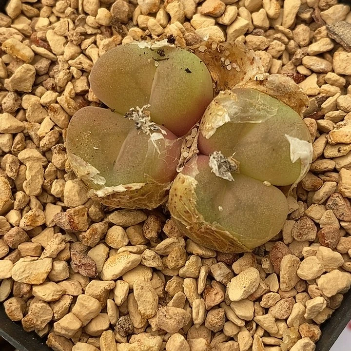 157四头母本孔卡佛一颗