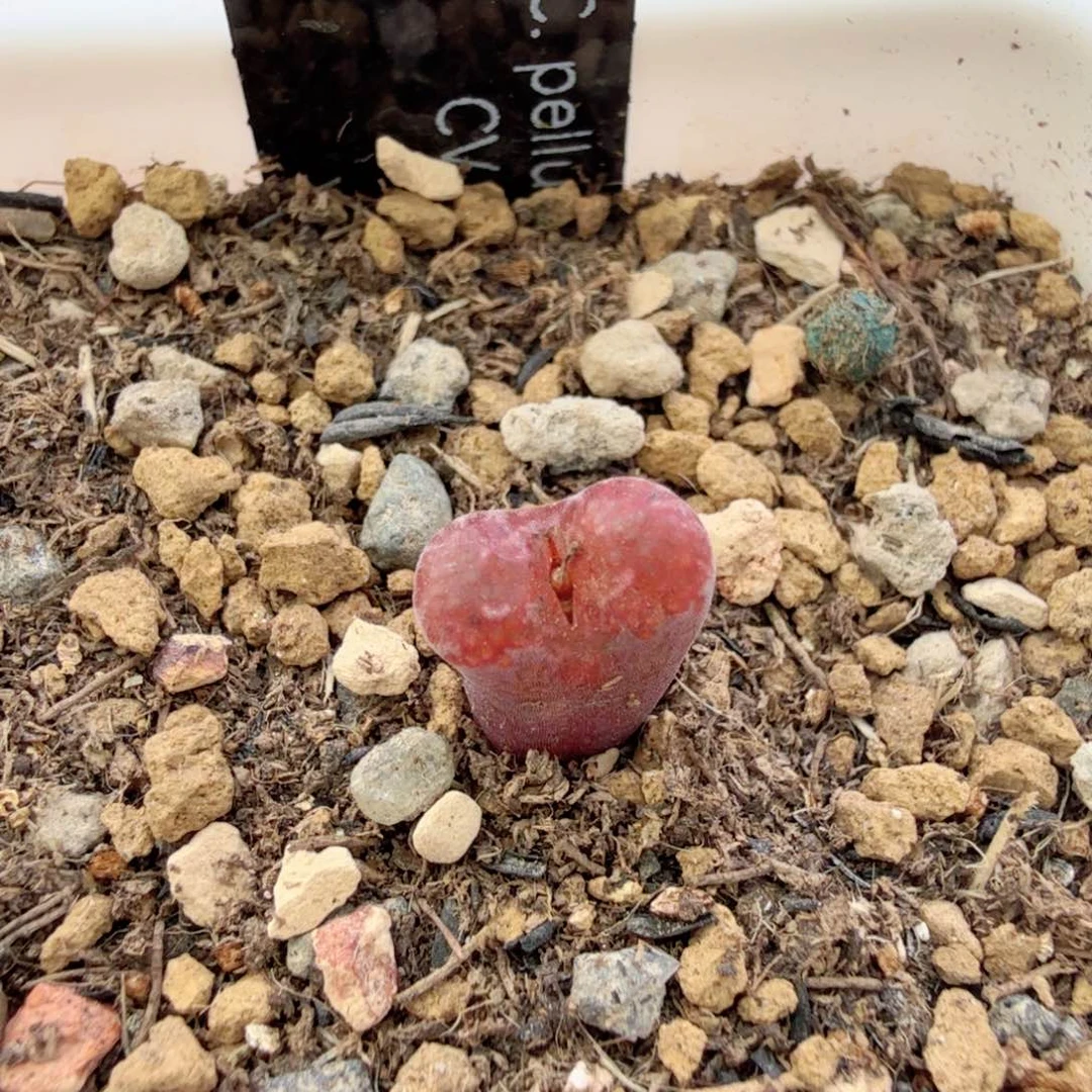 12-20-c2 韩国全窗马克鱼子酱