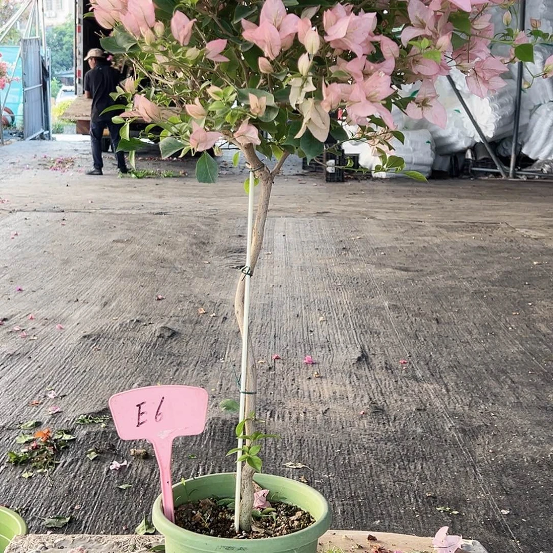 路***瑰大部分花苞少量开放E6婆罗洲樱花