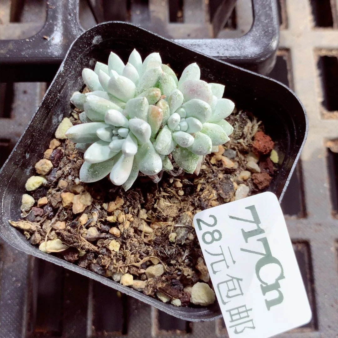 5厘米盆精控多肉717