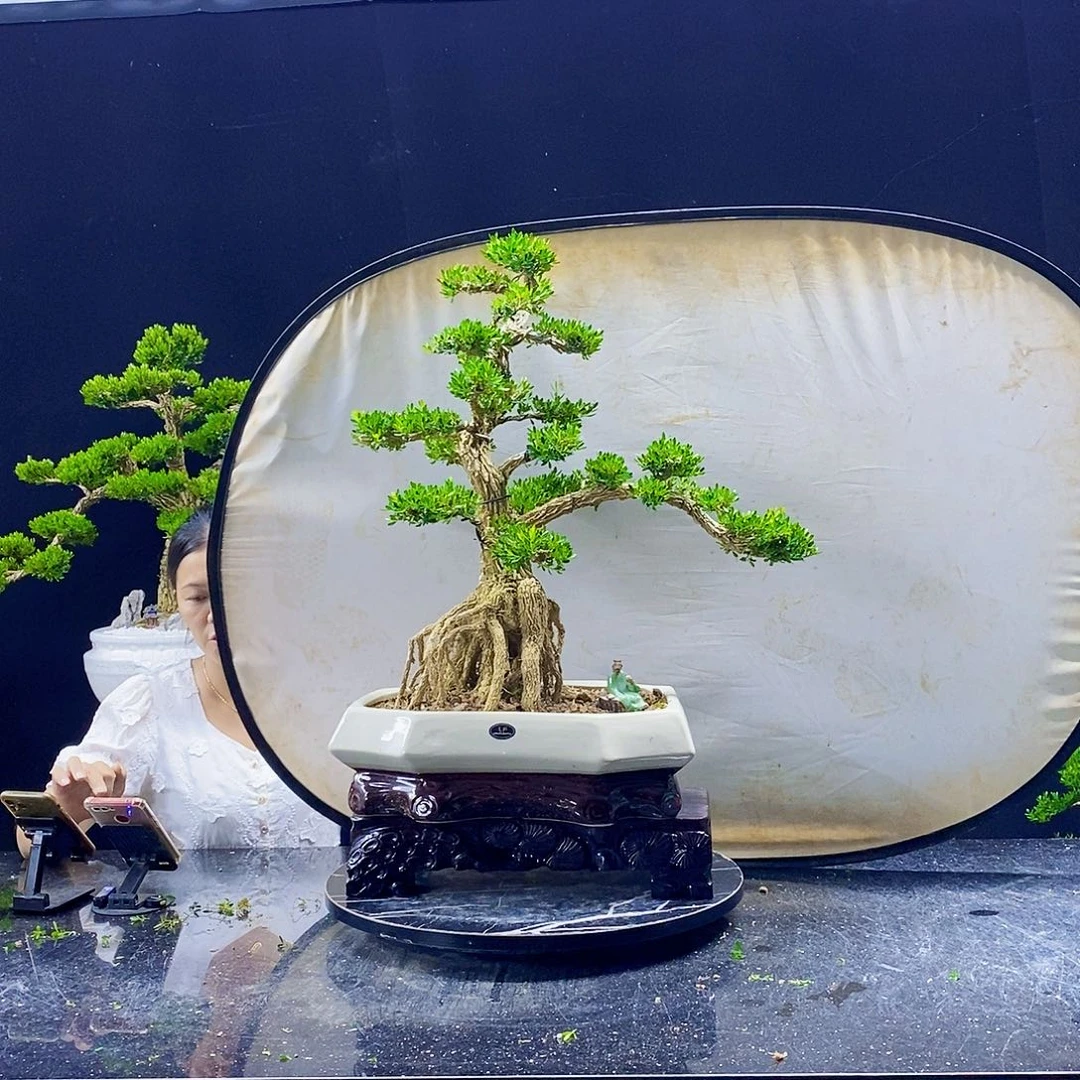 无花朵精品黄杨盆景