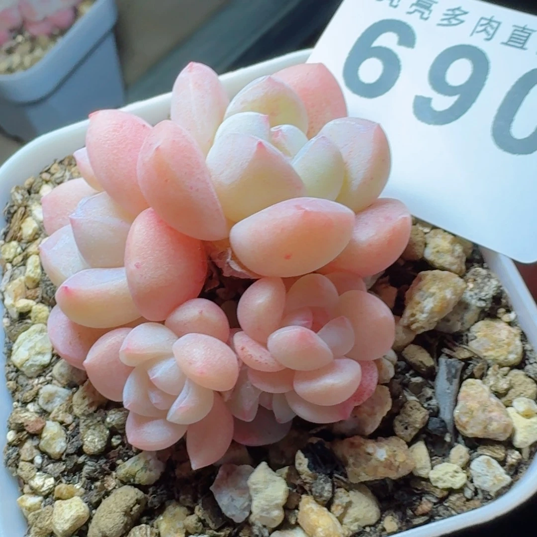 小脸冰玉      愿你一路坦途，乘风破浪展宏图