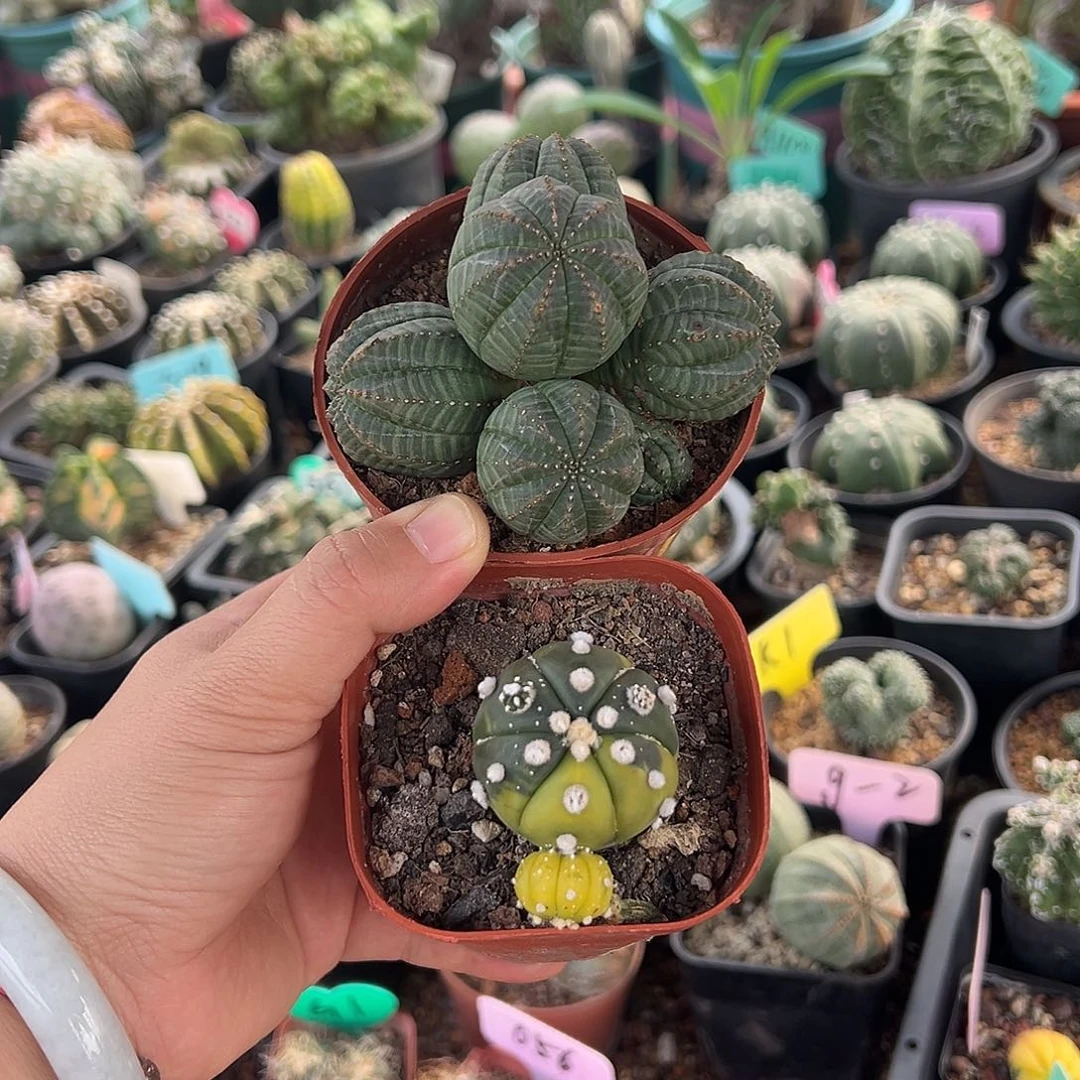 脾气苏他呢恩德得到