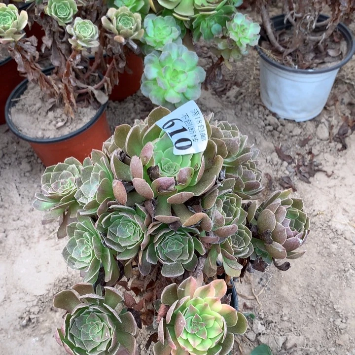 610黑魔手捧1号棚