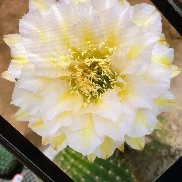 加强六月五侧芽5公分左右毛花柱