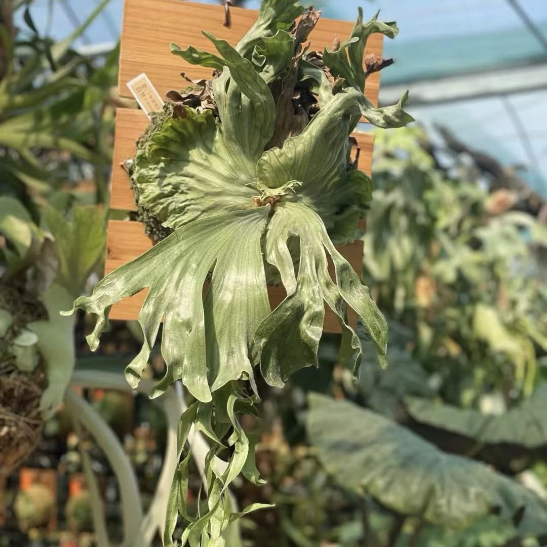 侏儒卷叶女王鹿角蕨室内绿植观赏植物耐阴装饰