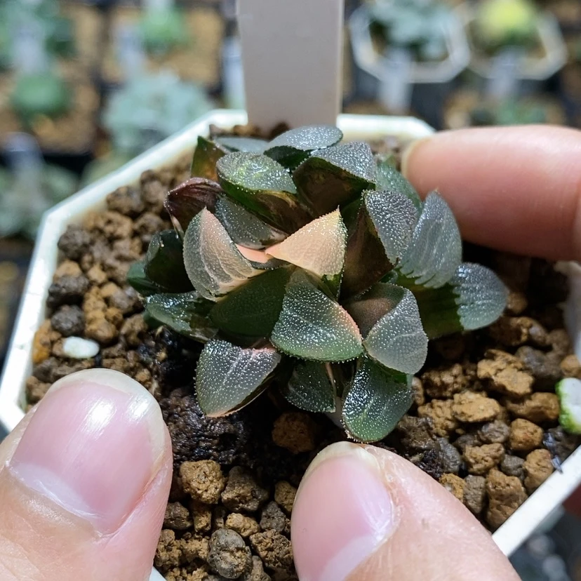 【闪购商品】292春春