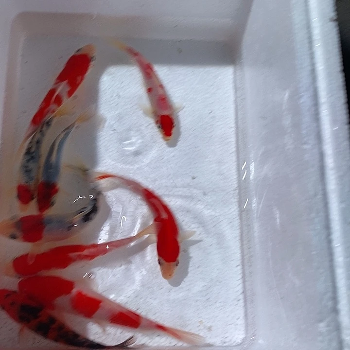 迷***我锦鲤锦鲤活鱼开箱包活
