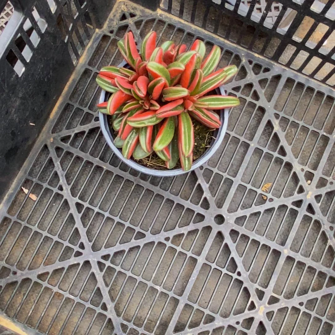 ～***～多肉植物一物一拍