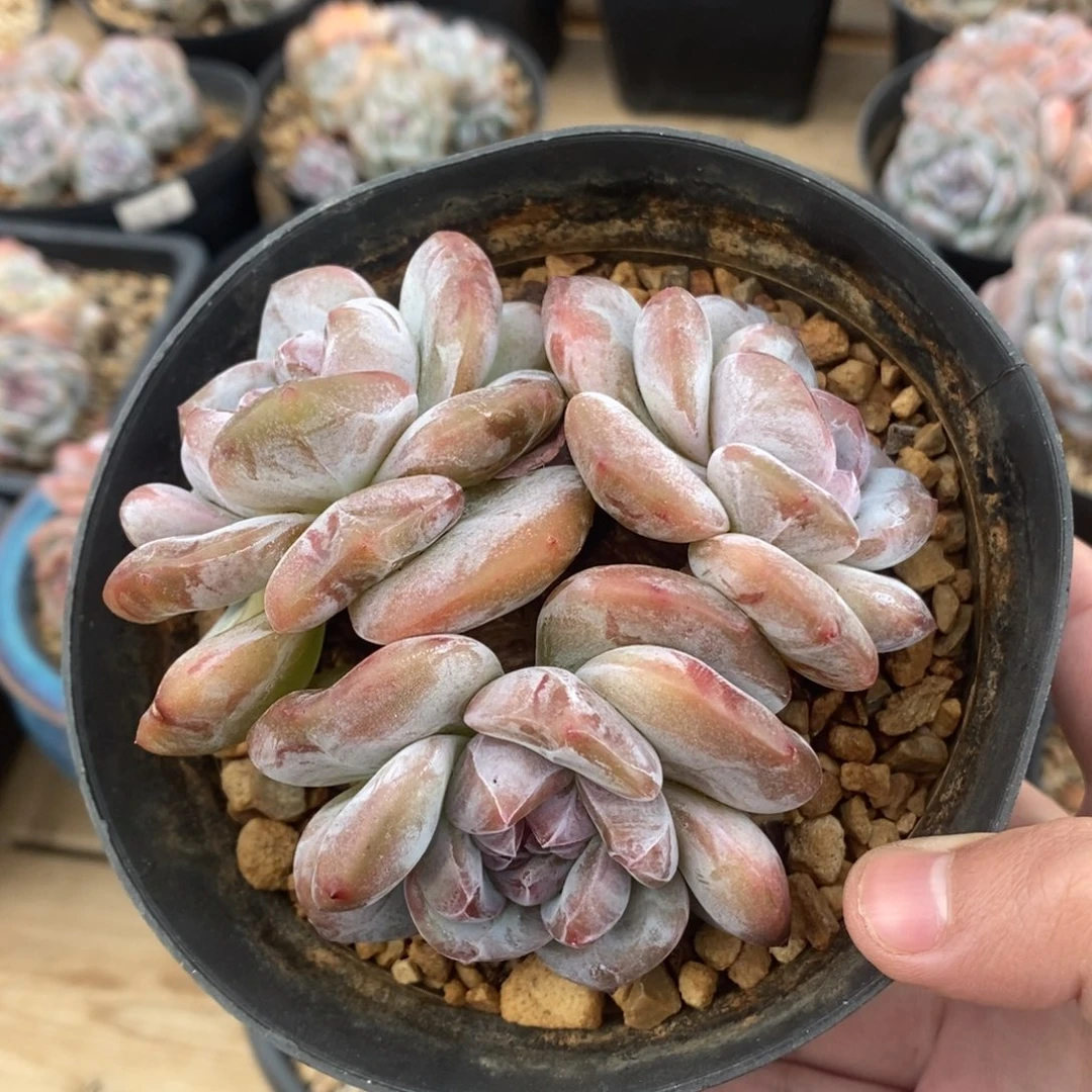 三头绿底紫心小肥肥大包子