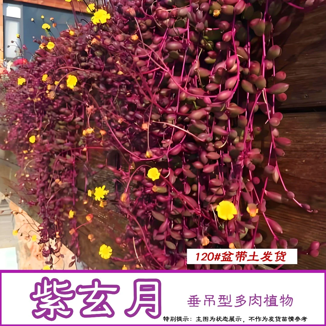 紫玄月多肉植物阳台垂吊型多肉