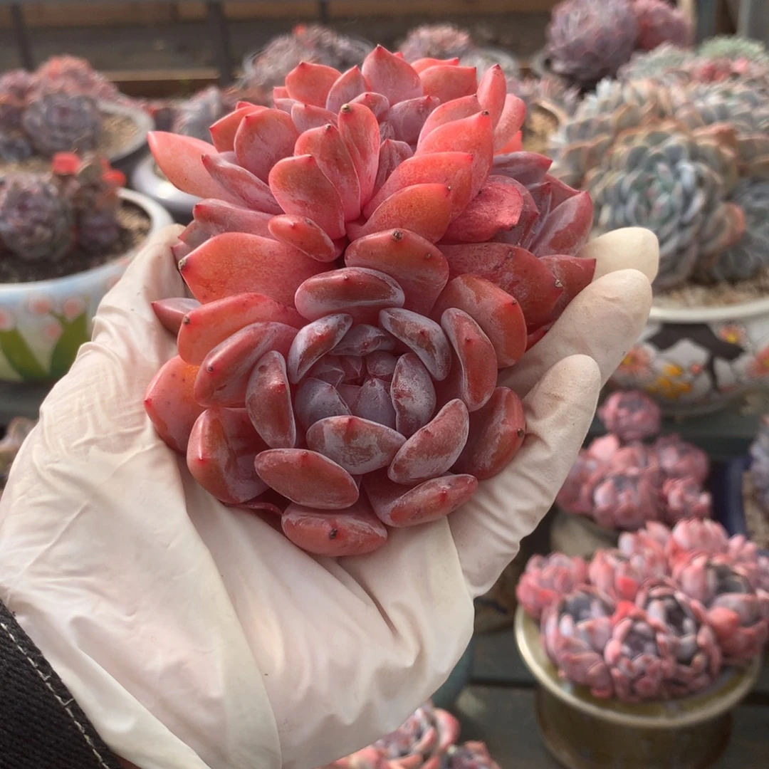 无花朵哈哈哈哈哈哈哈哈51
