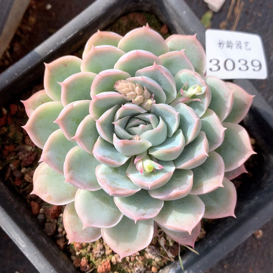 3039杂交多肉植物