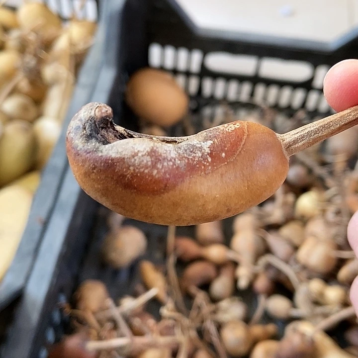 逸*軒f f g g h h j