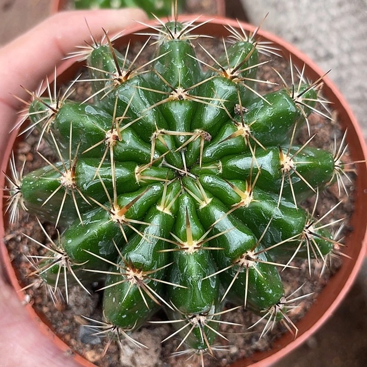 实生彩草带盆土发货