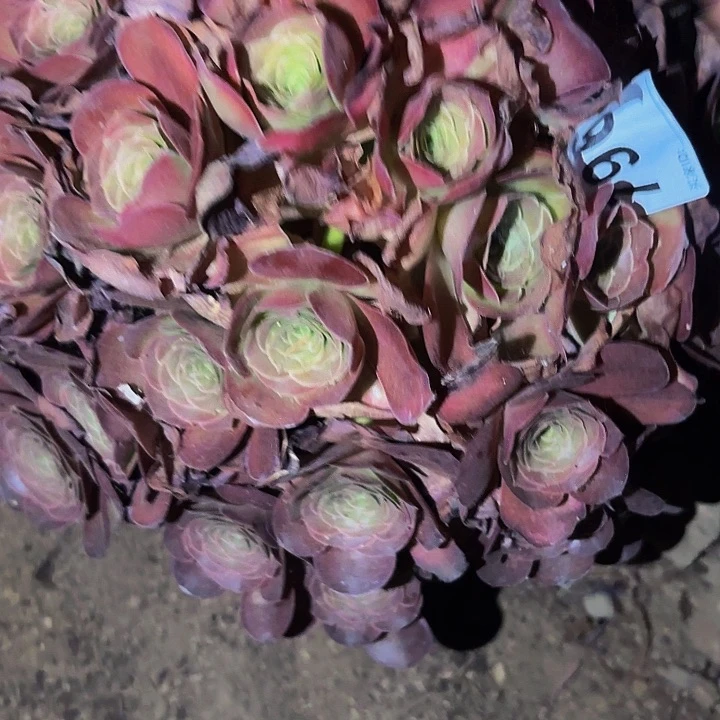 796魅金多肉植物不售后