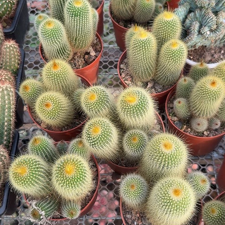 金丝猴随机一颗。