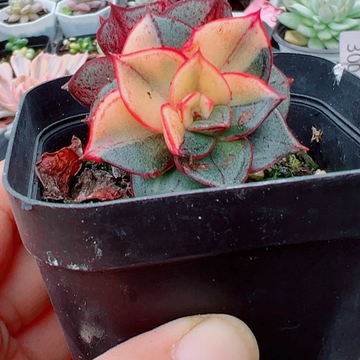 麒麟座锦多肉植物老桩301