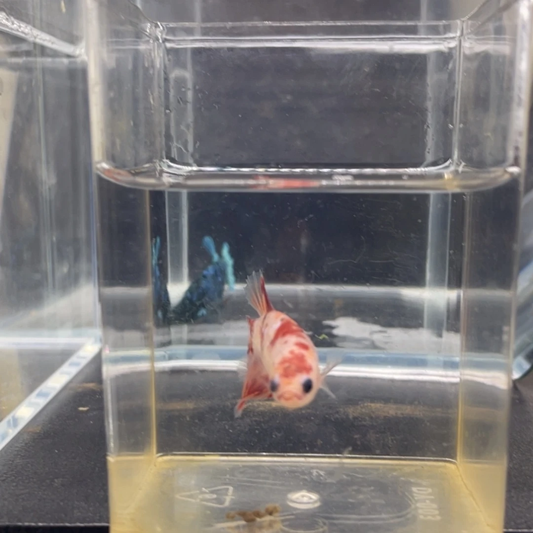 斗鱼可博泰斗092735