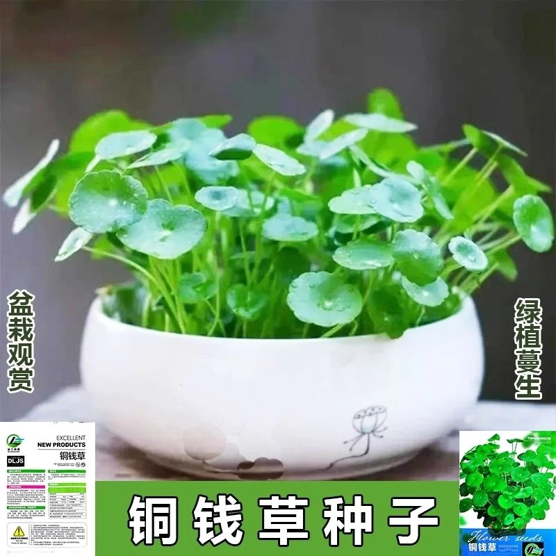 铜钱草种子草籽马蹄金客厅桌面大叶水培植物水养花卉阳台盆栽种子