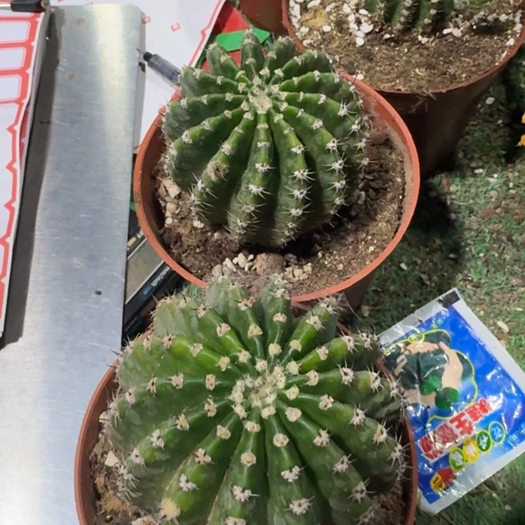 圆***zCC257福利价仙人球两颗开花美