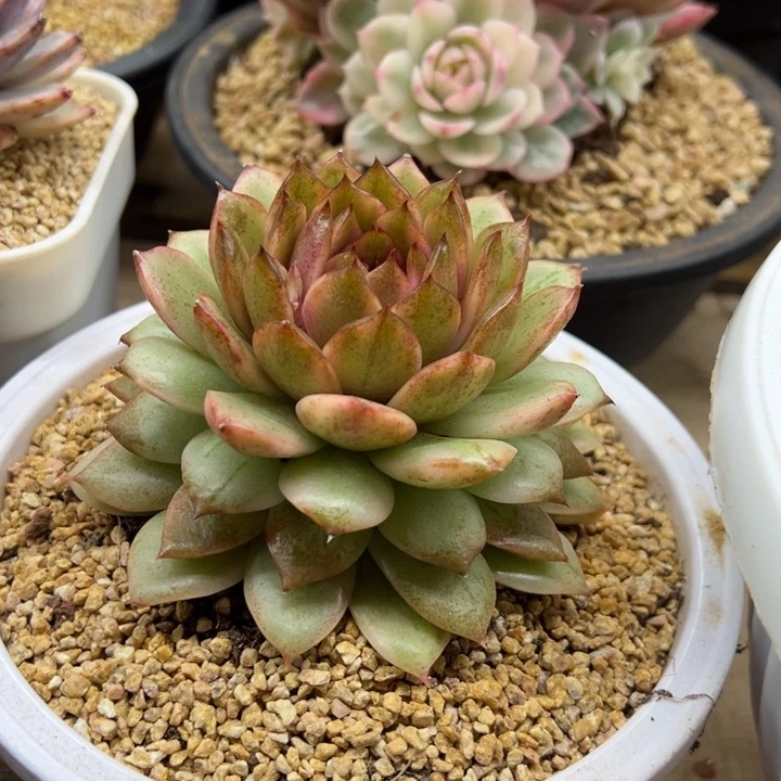 黑水晶锦 夏鸣园艺