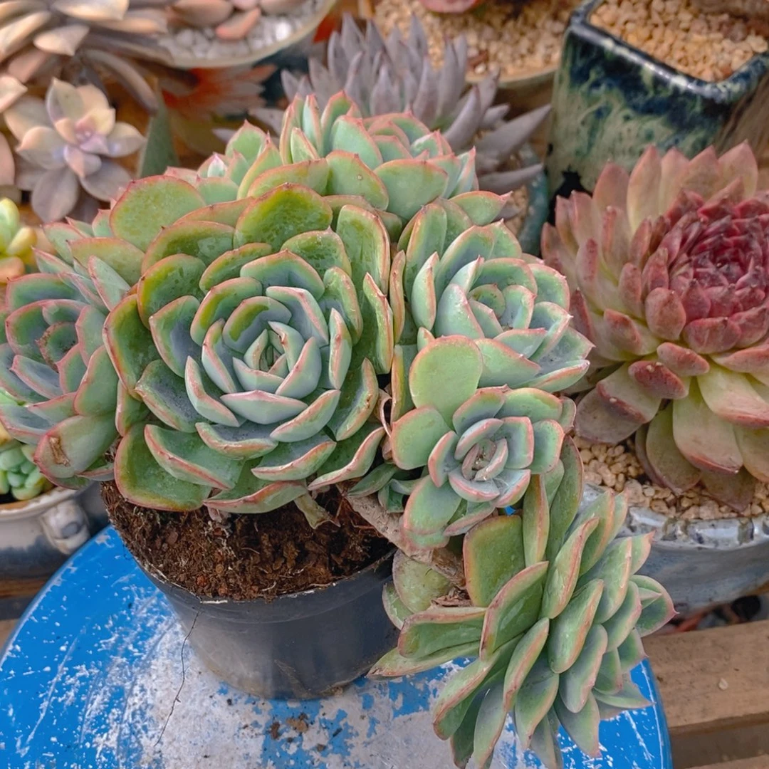 一***心多肉植物肉肉植物