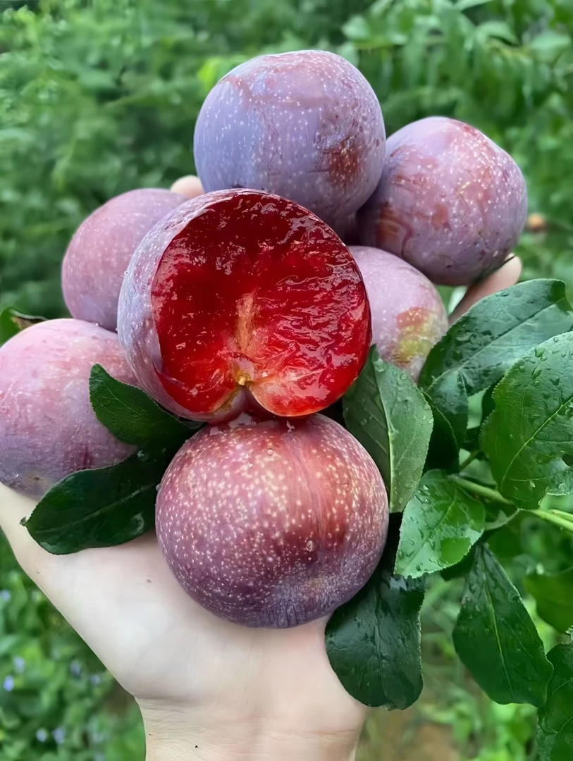 信宜钱排三华李红心李子现摘现发新鲜水果