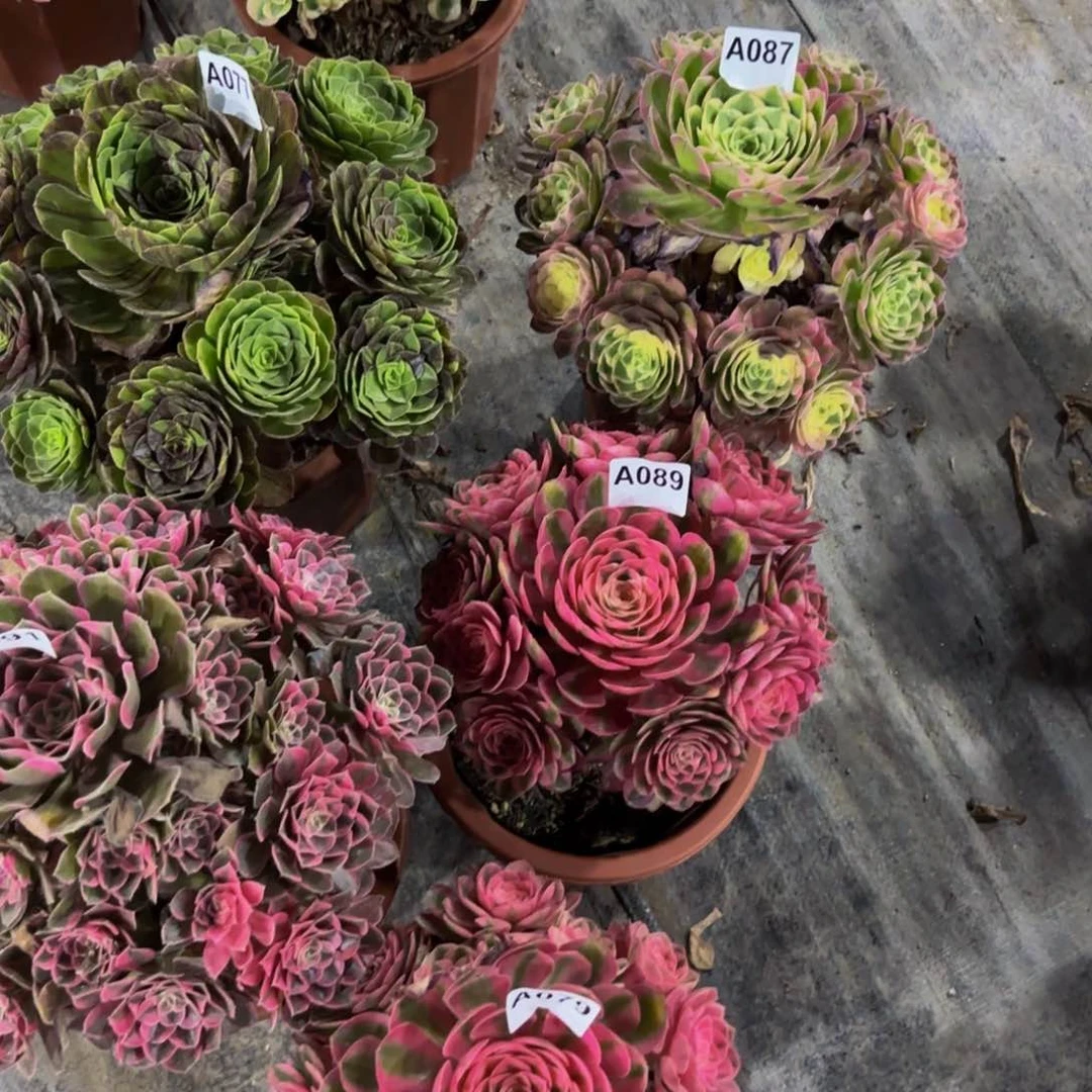 撒***性无花朵077087089079091组合法师多肉植物