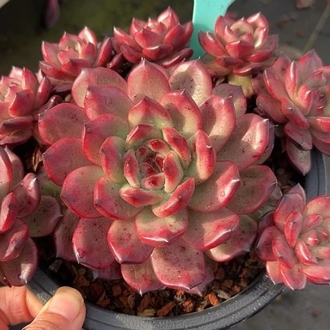 4tm带盆一个多肉植物