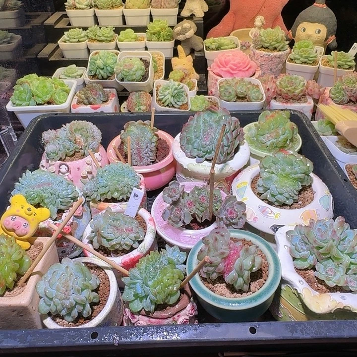 成宝专拍哈哈哈哈