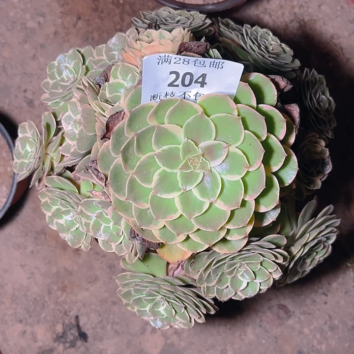204粉花妖多肉植物