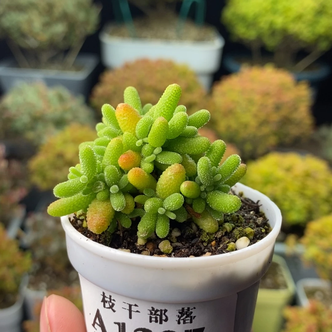 随****1327橘子糖 。