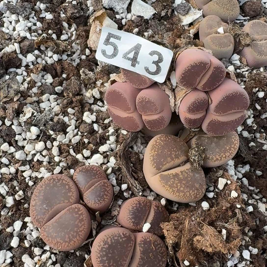 生石花一物一拍543