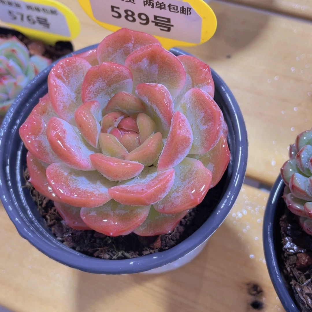 589号 粉透珍妮单头一个