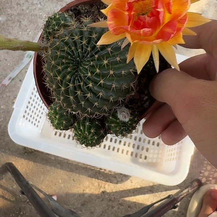 (***)无花朵丽花哈哈哈哈哈哈哈哈哈